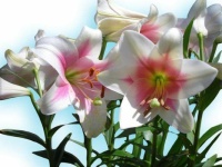Easter Morning Lilies