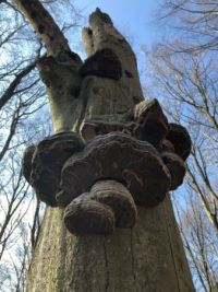 Forest Fungus