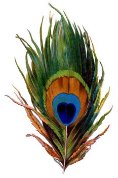 Little peacockfeather