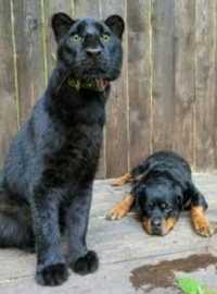 Luna and Venza...