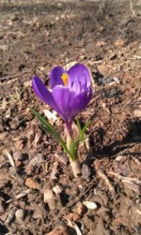 Springtime Crocus