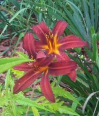 another one of my day lilies - crimson pirite
