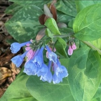 Bluebells with trillium hiding in the background