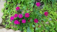 Pretty Little Dianthus---In Amongst The Weeds!