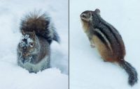 Dealing with the snow