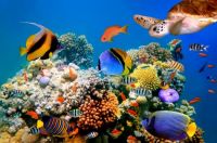 Underwater_world_Corals_444480