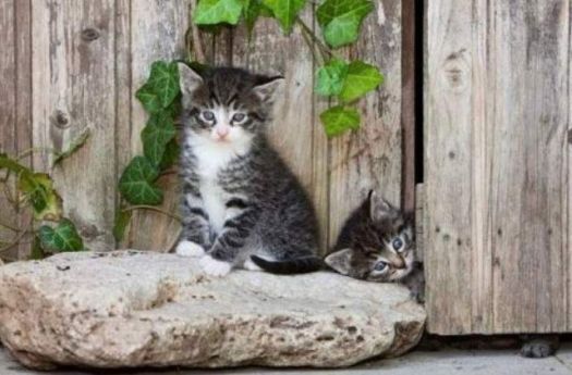 Cute kitties!