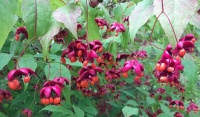 Vibrant!
