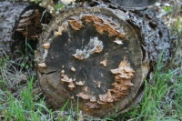 Log and fungi