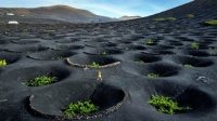 Timanfaya Volcano - The ingenious wines birthed from black volcanic craters