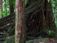 amazing root system