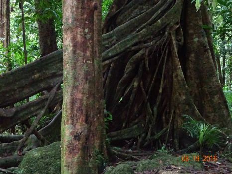 amazing root system