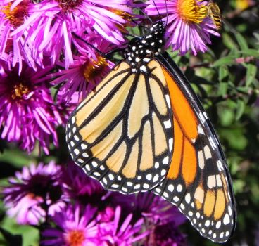 Monarch on Aster 