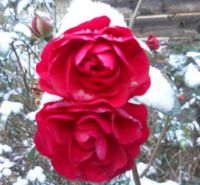 winter wild roses