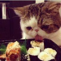 sushi cat