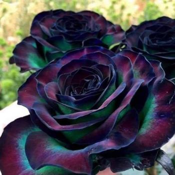 rare black rose