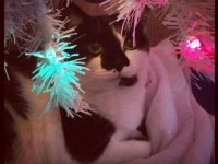 It's the Most Wonderful Time of the Year