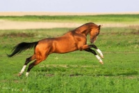 Golden Akhal Teke Horse