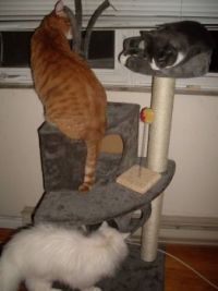 Cat Tree- Crush, Smudge & Jack