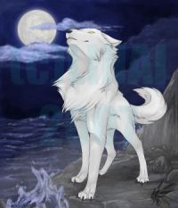 wolf 4