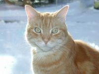 Sunny Rascal