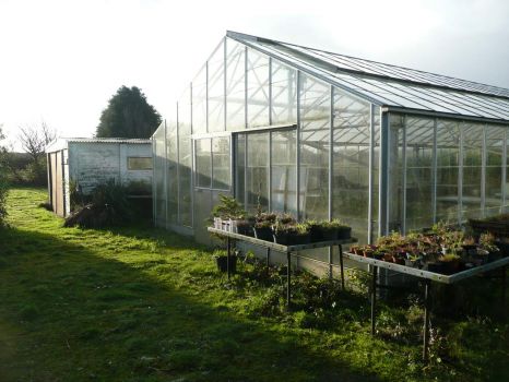Clearing out the glasshouse