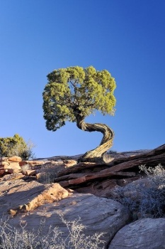 Grote bonsai?