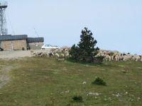 Troupeau de Moutons au sommet du Mont Aigoual dans le Parc National des Cévennes