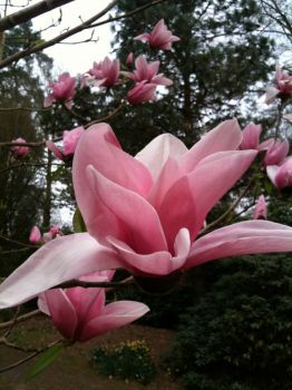 Beautiful Magnolia