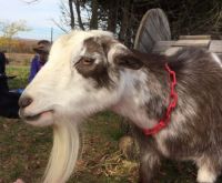 Dwarf goat