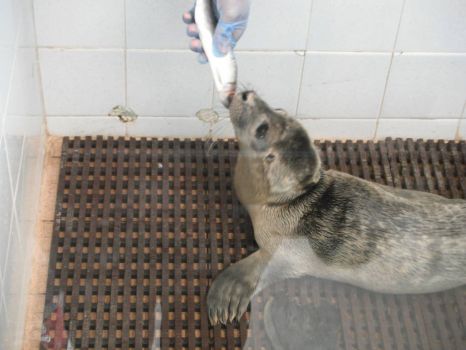 skegness...a rescued baby seal being fed
