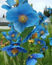 Blue Poppies