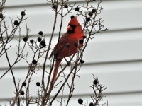 Mature Male Cardinal in a Winter Crape Myrtle Bush