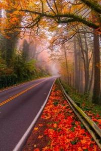 Oregon Autumn Road