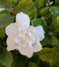 Gardenia