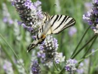 Scarce Swallowtail Butterfly on Lavendar