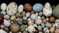 "Various shapes of Oval"