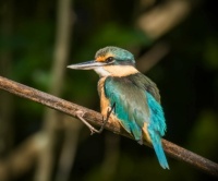 Kingfisher, kotare
