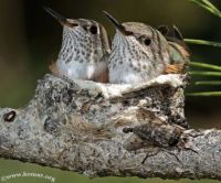 Baby Hummingbirds In Their Nest
