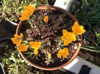 Crocus and sedum