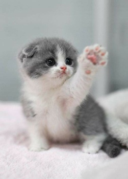 Cute kitten 2