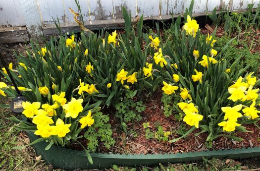 Spring Daffodils_IMG_2468 (2)