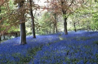 Bluebell Wood, Shropshire, England