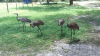 Sandhill Cranes 7-10-25