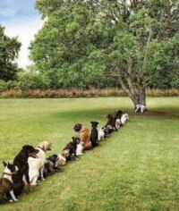 Dogs at tree