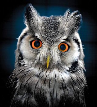 White Faced Scops Owl