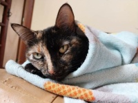 Tray loves her blanket ♥