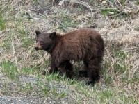 Bear Territory