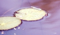 Dragonfly (?) On A Lily Pad