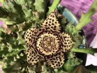 Stapelia - Star flower